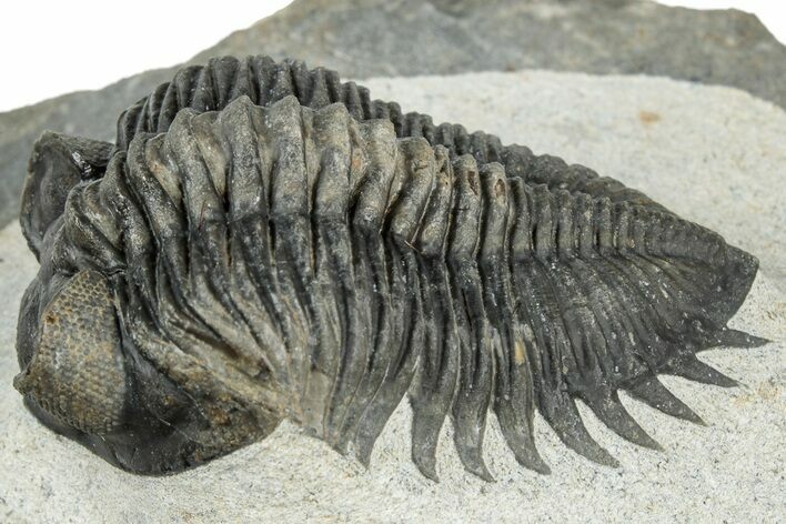 Detailed Coltraneia Trilobite Fossil - Huge Faceted Eyes #311143